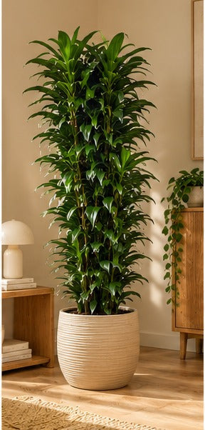 Dracaena Compacta Vertakt in een warm Scandinavisch interieur met licht hout en zachte beige tinten