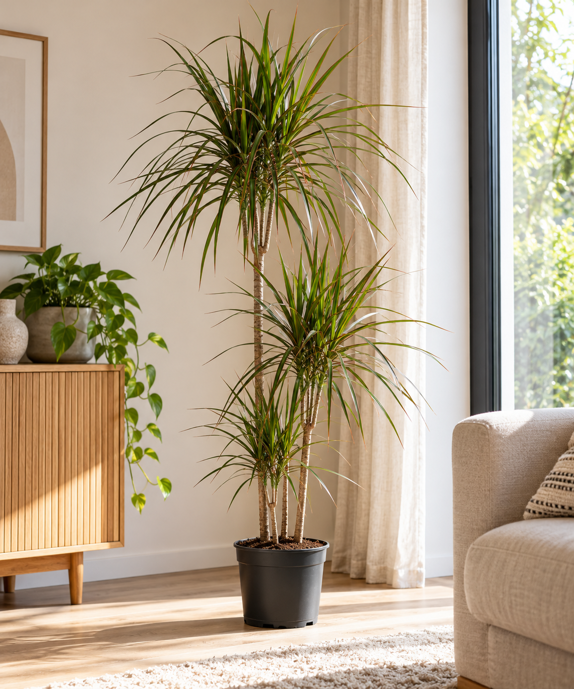 Dracaena Marginata in een lichte woonkamer met natuurlijk daglicht