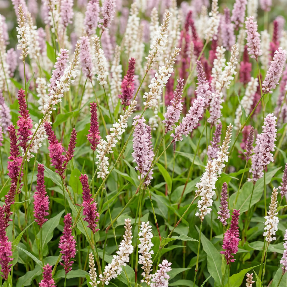 Duizendknoop Tricolour, met rode, roze en witte bloemen, groeiwijze van de plant