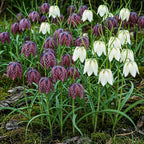Fritillaria Meleagris Mix, detail van het blad