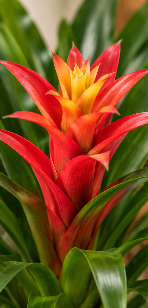 Close-up van de rood-oranje bloemschutbladen van Guzmania Hope met gele accenten