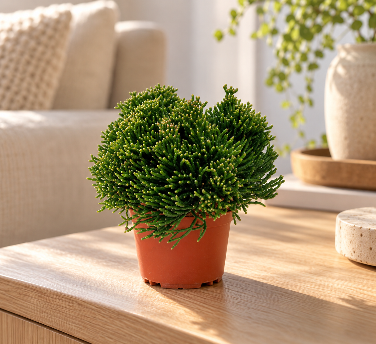 Hatiora salicorniodes met fijne groene stengels in een terracottakleurige kweekpot
