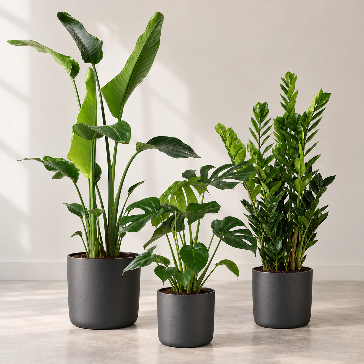 Kantoorpakket | 3 planten inclusief potten, plant in pot