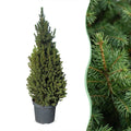 Kegelspar Picea glauca Conica 110 cm