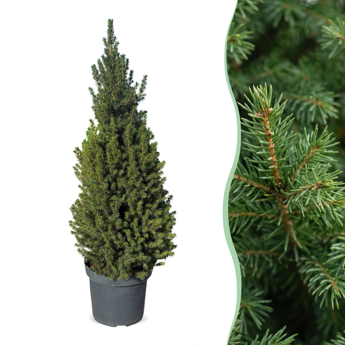 Kegelspar Picea glauca Conica 110 cm