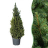 Kegelspar Picea glauca Conica 110 cm