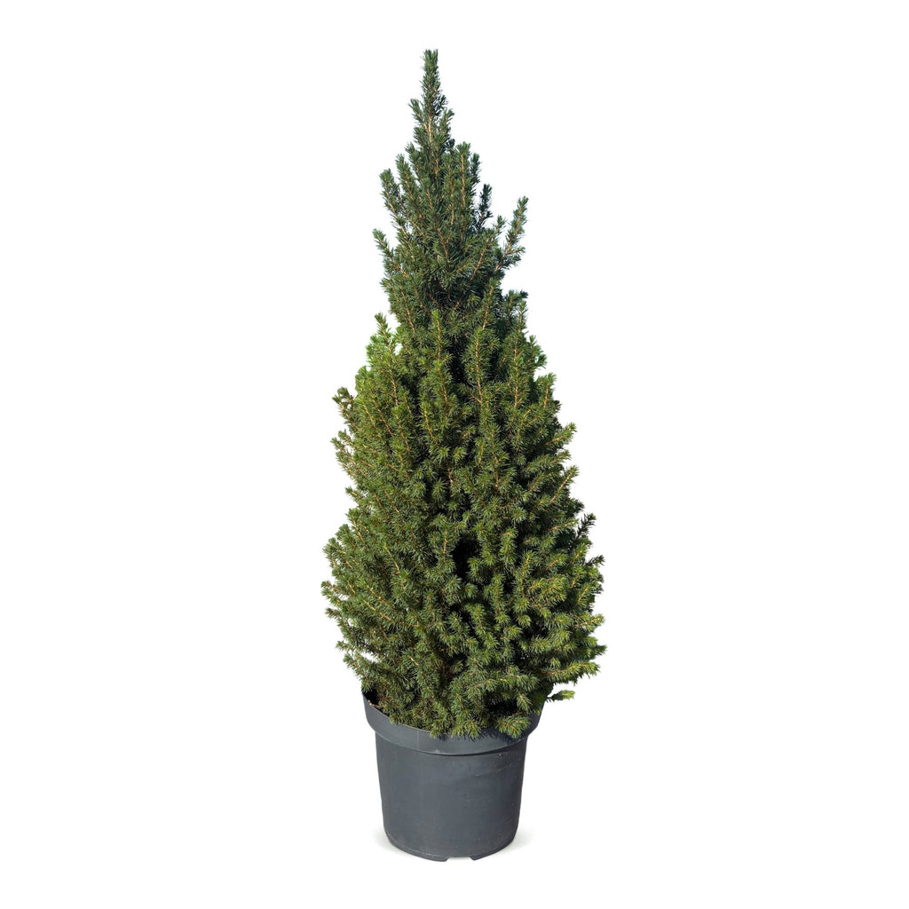 Grote kegelspar als kerstboom