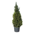 Grote kegelspar als kerstboom