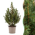 Kegelspar Picea glauca Conica 45 cm