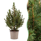 Kegelspar Picea glauca Conica 45 cm