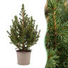 Kegelspar Picea glauca Conica 45 cm