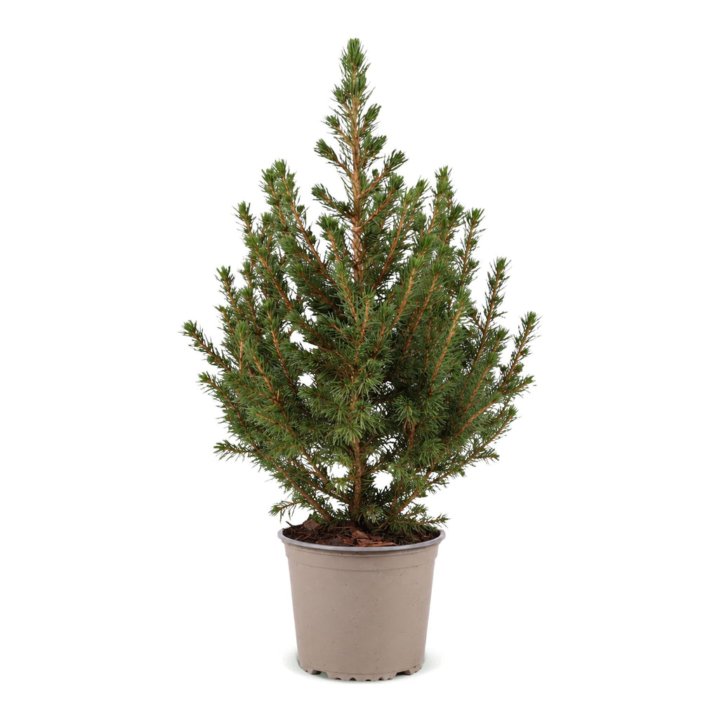 Kleine kegelspar als kerstboom