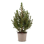 Kleine kegelspar als kerstboom