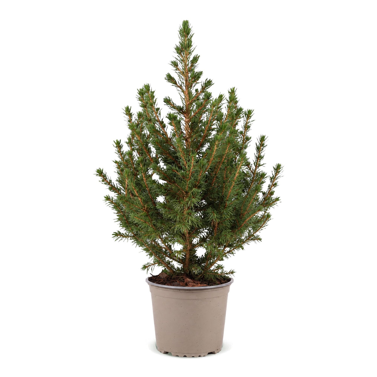Kleine kegelspar als kerstboom
