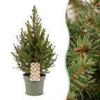 Kegelspar Picea glauca Conica 65 cm