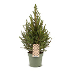 Kegelspar als levende kerstboom