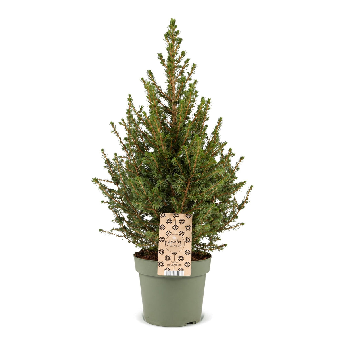 Kegelspar als levende kerstboom