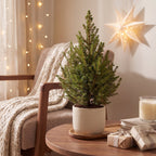 Kegelspar Picea glauca Conica
