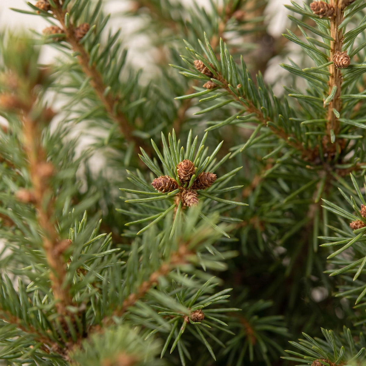 Kegelspar Picea glauca Conica