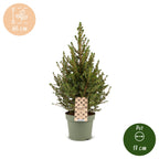 Kegelspar Picea glauca Conica