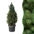Kegelspar Picea glauca Conica 80 cm