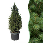 Kegelspar Picea glauca Conica 80 cm