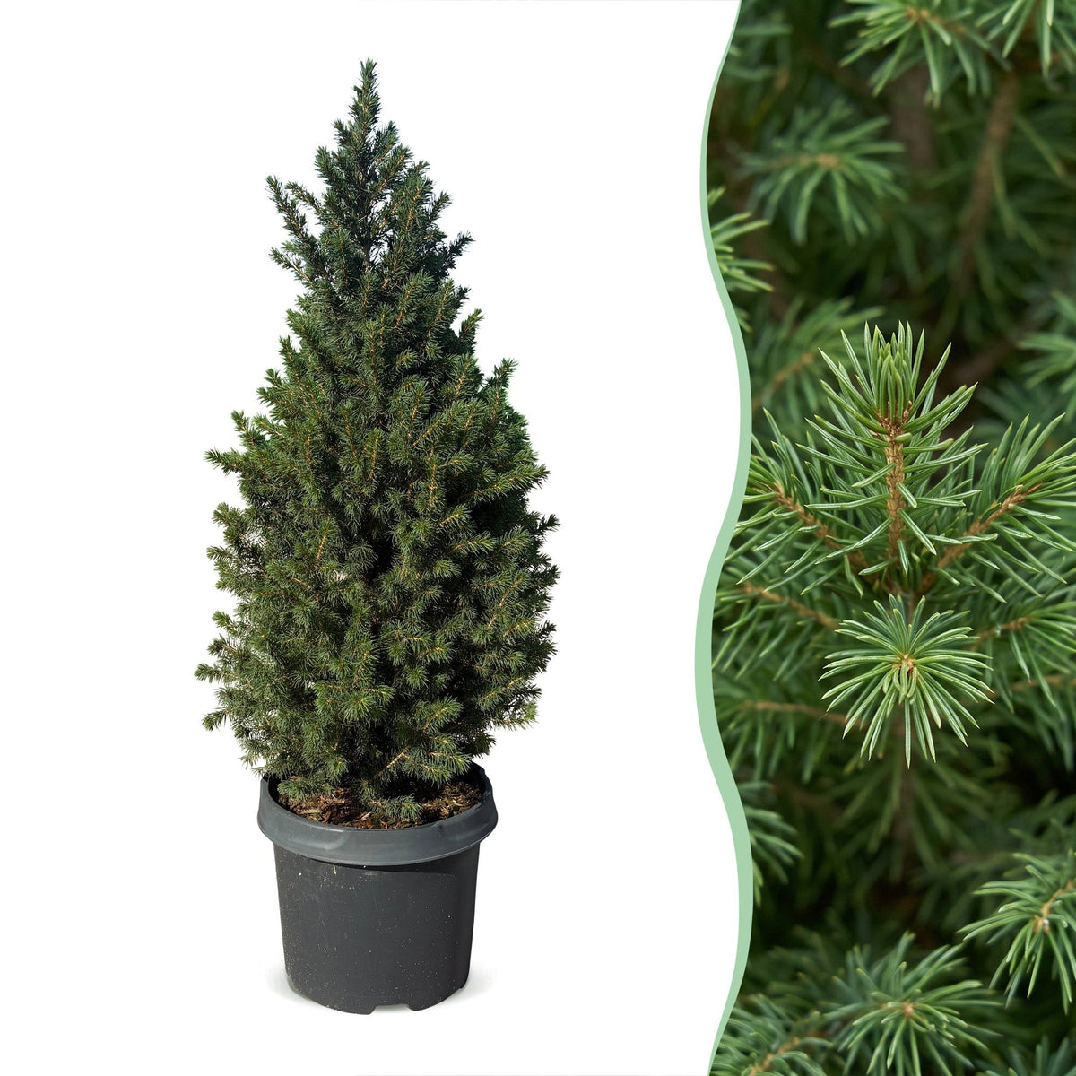 2 kegelsparren 80 cm