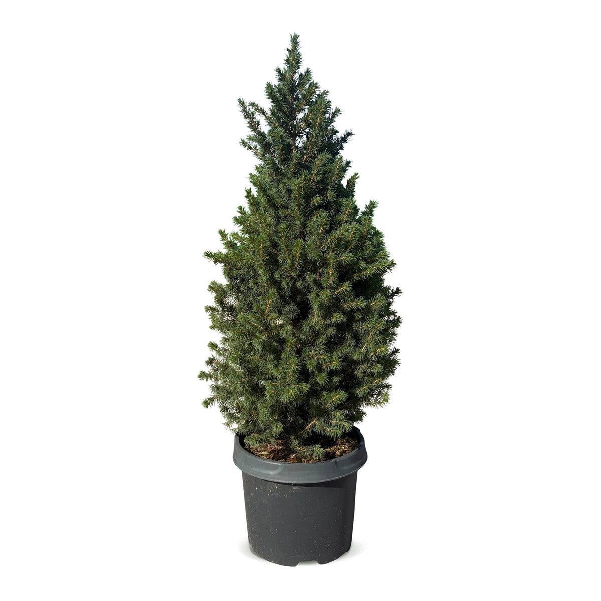Kegelspar 80 cm als kerstboom
