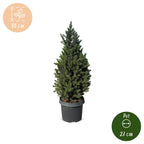 Kegelspar 80 cm