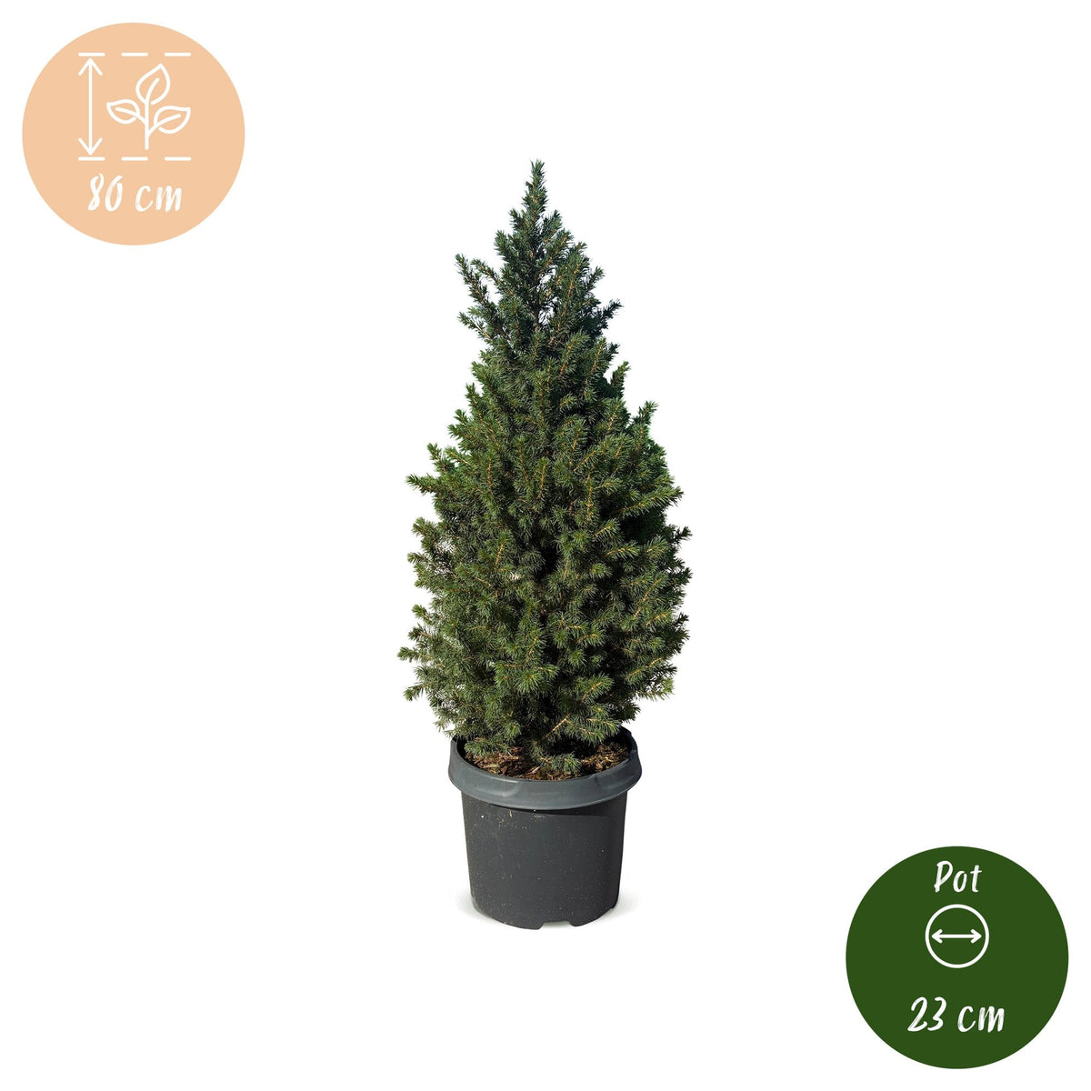 Kegelspar 80 cm