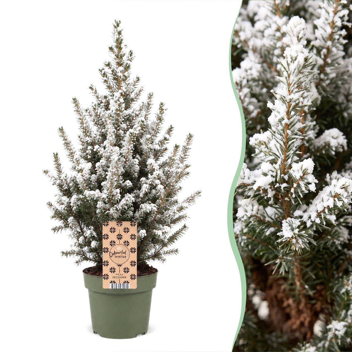 4 kegelsparren met sneeuw