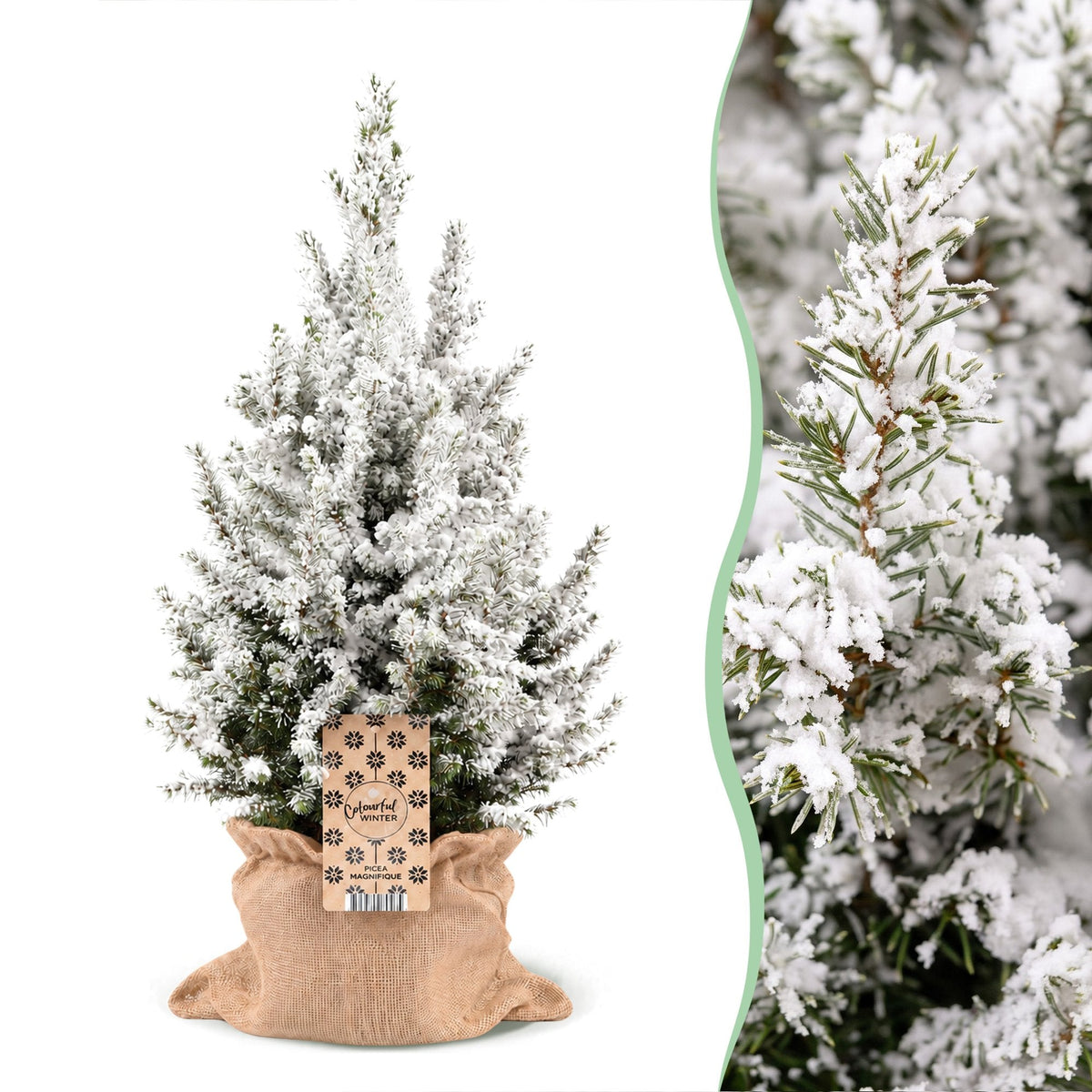 Kegelspar met sneeuw in jute zak 19 cm