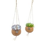 Kokodama Echeveria mix hangend