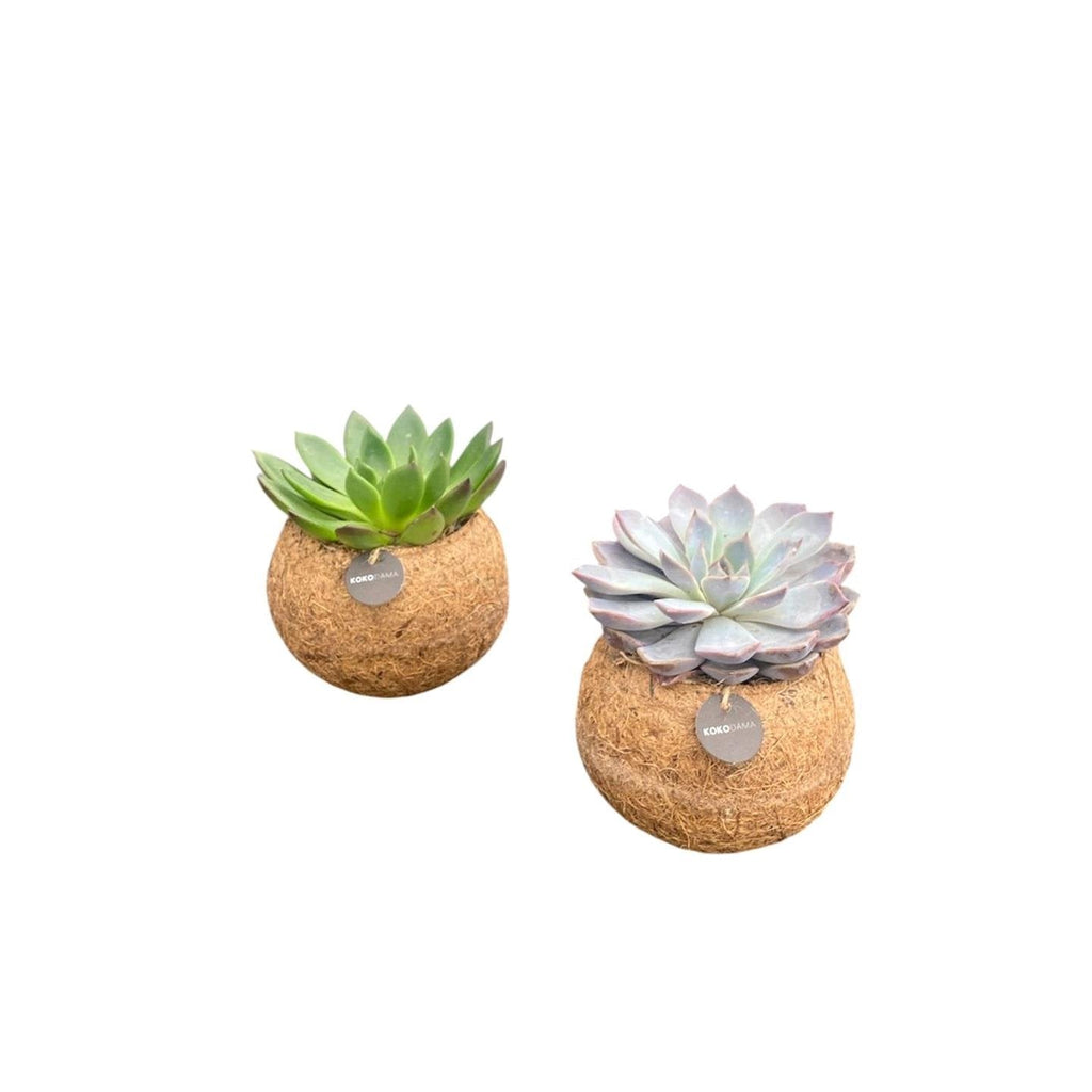 Kokodama Echeveria mix staand