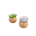 Kokodama Echeveria mix staand