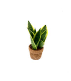 Sansevieria Yellow in kokopot