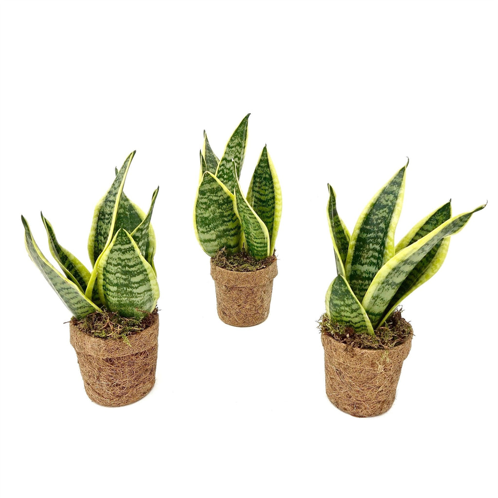 Sansevieria Yellow in pot van kokosvezel