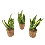 Sansevieria Yellow in pot van kokosvezel