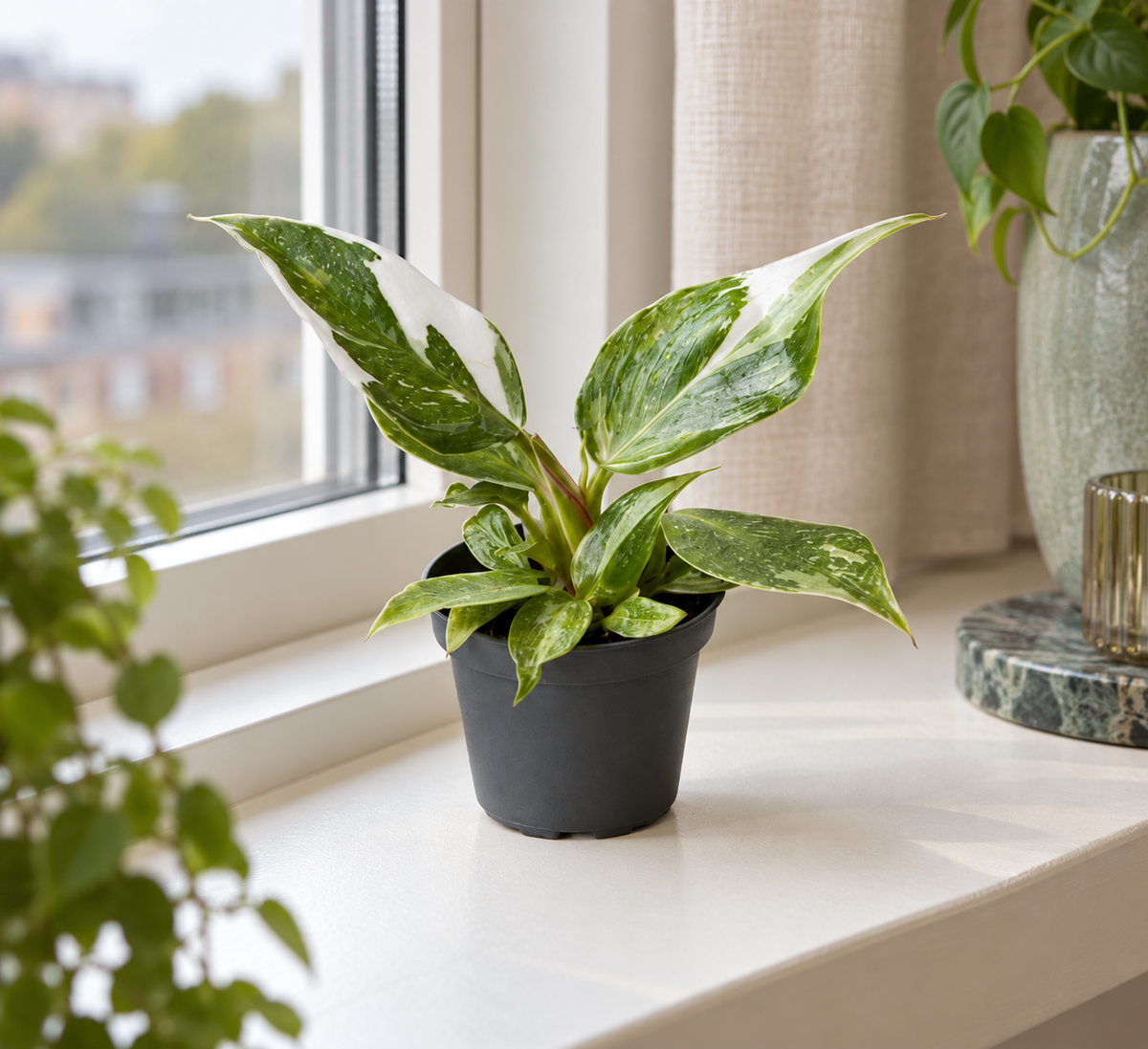 Philodendron White Princess op een lichte vensterbank