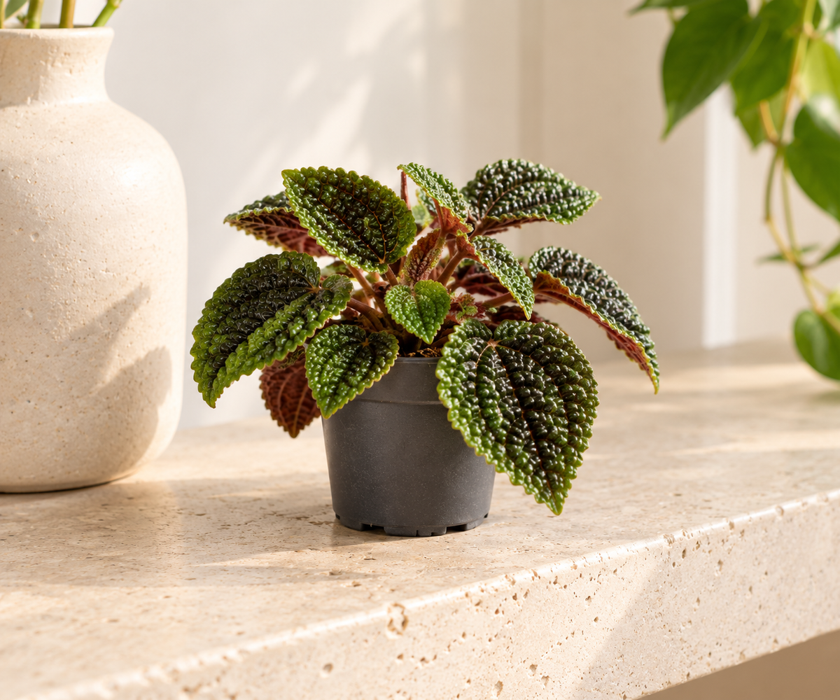 Pilea Moon Valley op een lichte stenen plank in een modern interieur