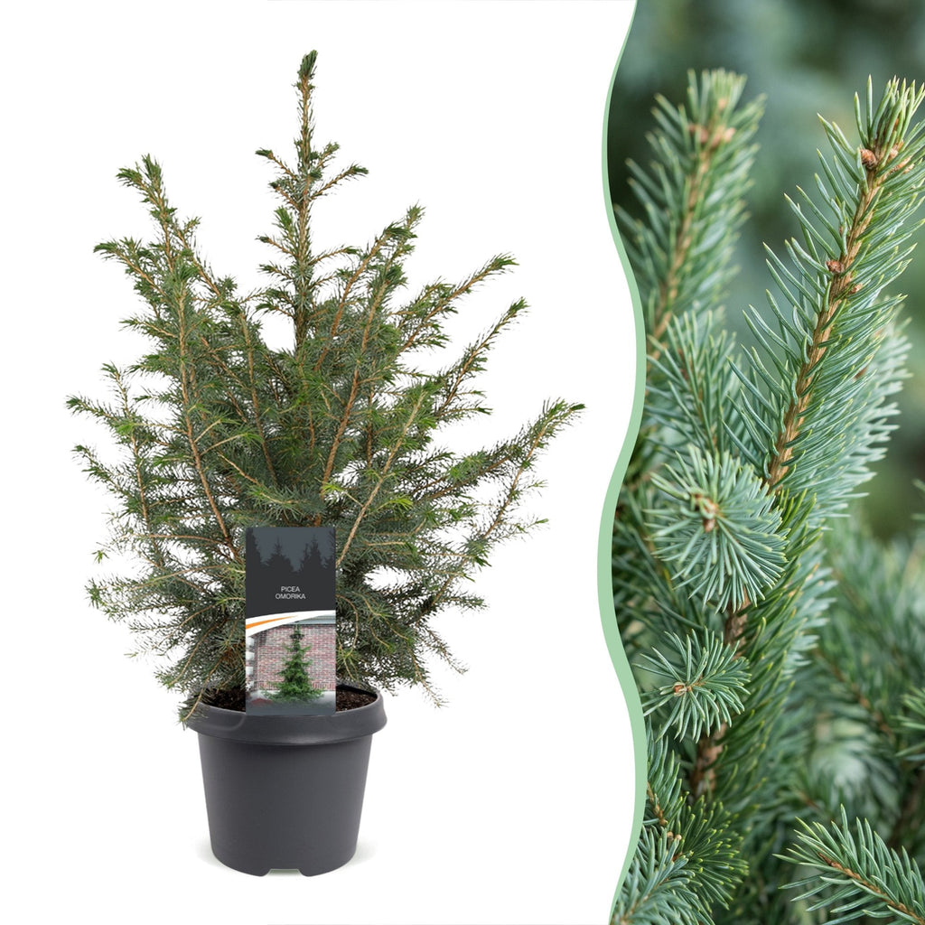 Servische spar Picea omorika