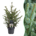 Servische spar Picea omorika