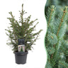 Servische spar Picea omorika