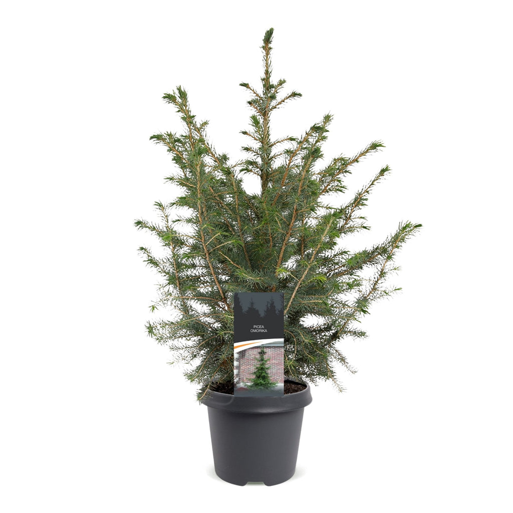Servische spar als kerstboom