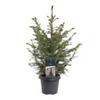 Servische spar als kerstboom