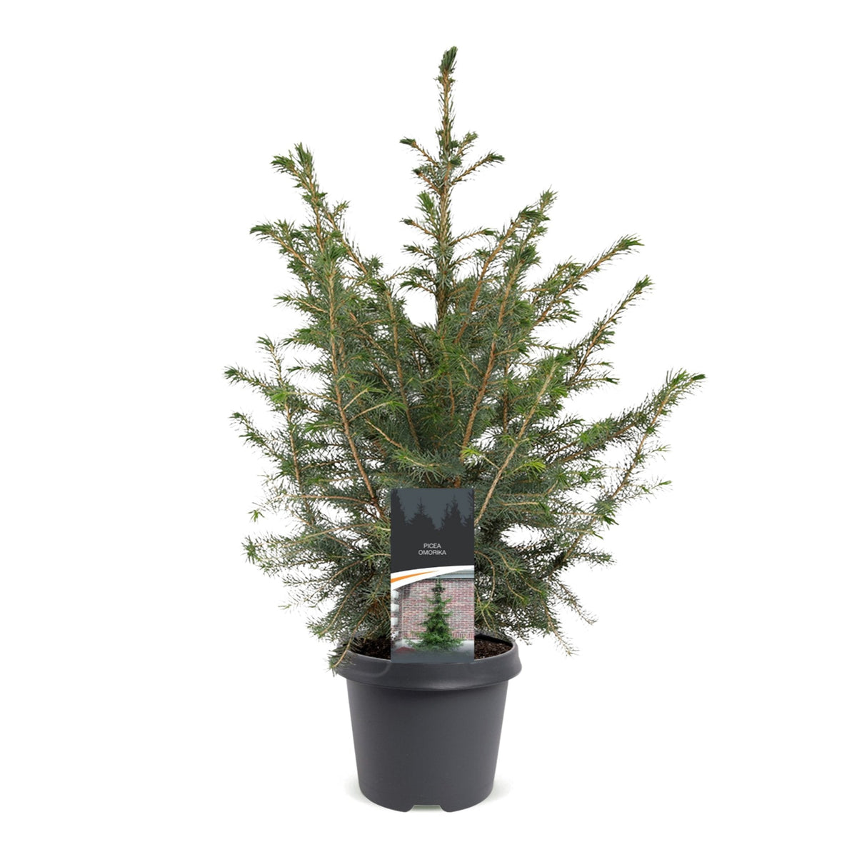 Servische spar als kerstboom