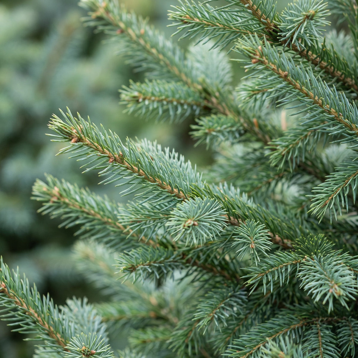Servische spar Picea omorika