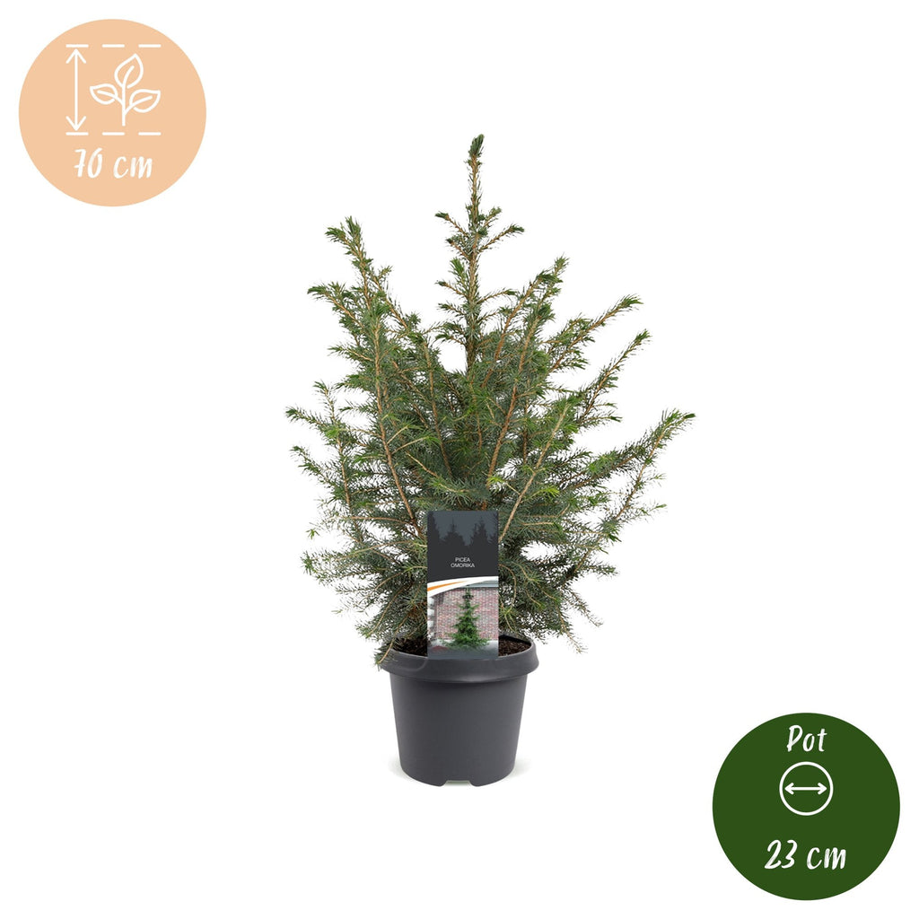 Servische spar Picea omorika