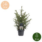 Servische spar Picea omorika