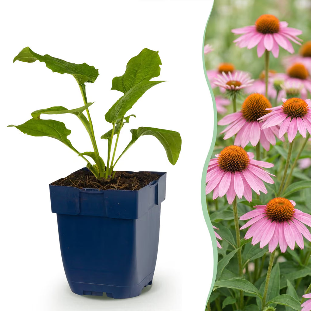 Echinacea purp. Magnus - Zonnehoed - Roze, plant in pot